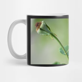 Young Bush-Cricket 1 Mug